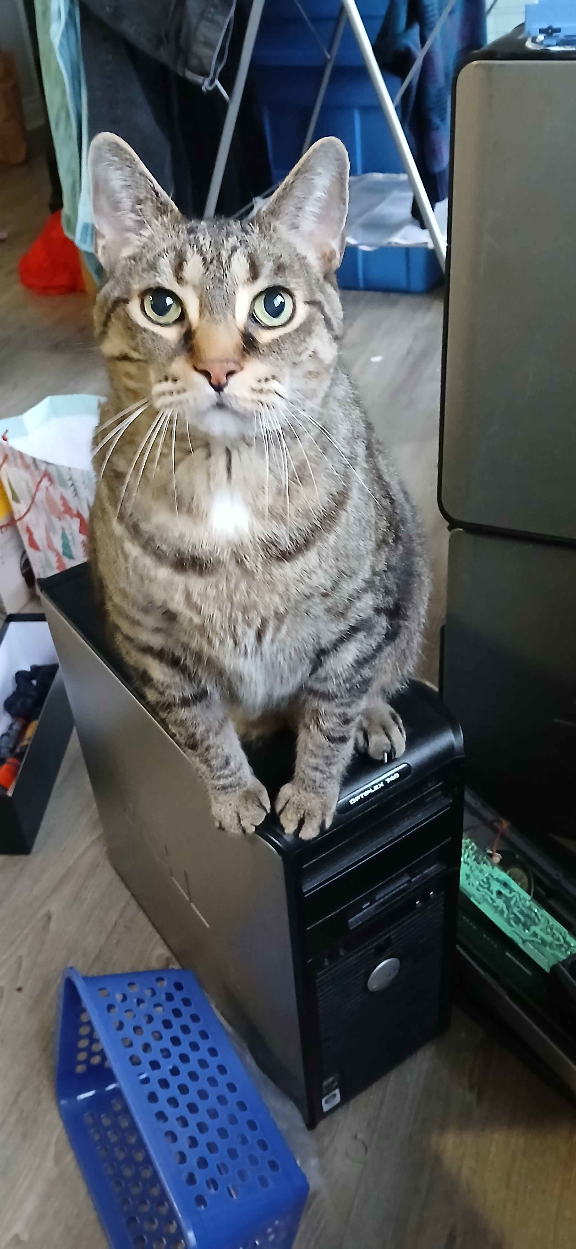 meatloaf sitting on the computer i was testing on.